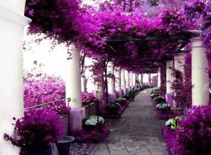 花的世界想與你一起欣賞 (33)