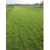 供應(yīng)草坪，天堂馬尼拉草坪，百慕大草坪電15961543375
