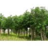 求購：國槐