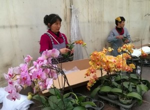 滇產(chǎn)蝴蝶蘭淡季不淡