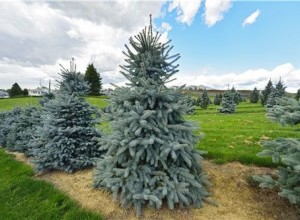 藍(lán)杉為城市添新色 銷量需求明顯增多