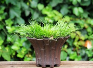 浙江慈溪：中草藥盆栽走俏“端午”市場(chǎng)