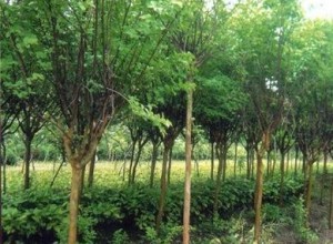 江西宜春：羅漢松熱銷 造林苗價(jià)格上漲