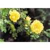 求購黃刺梅,高50公分,有貨的請趕緊聯系