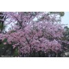 求購：地徑30量，15公分早櫻花