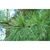 供應：濟南雪松、淄博雪松、濰坊雪松信息