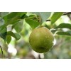 求購玉露香梨樹苗
