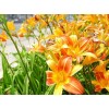 求購大花萱草，金娃娃萱草各20萬芽