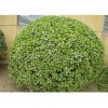 求購大葉黃楊球