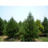 求購1.5米白皮松3000棵