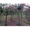 求購：12公分紫薇
