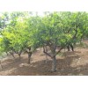 求購：4-5公分山杏樹