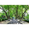 求購：梧桐，地徑15公分