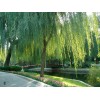 求購：2.5公分垂柳