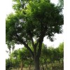 求購胸徑1米一1米2國槐2棵