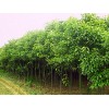求購胸徑12Cm全冠大葉樟161株