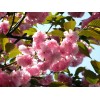 渝求購15公分的晚櫻花200顆