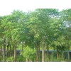 收16株 胸徑足18公分的精品樸樹