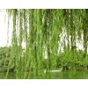 求購25公分以上原聲冠柳樹