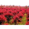 求購品種紅葉石楠