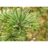 求購：樟子松、油松、五針松